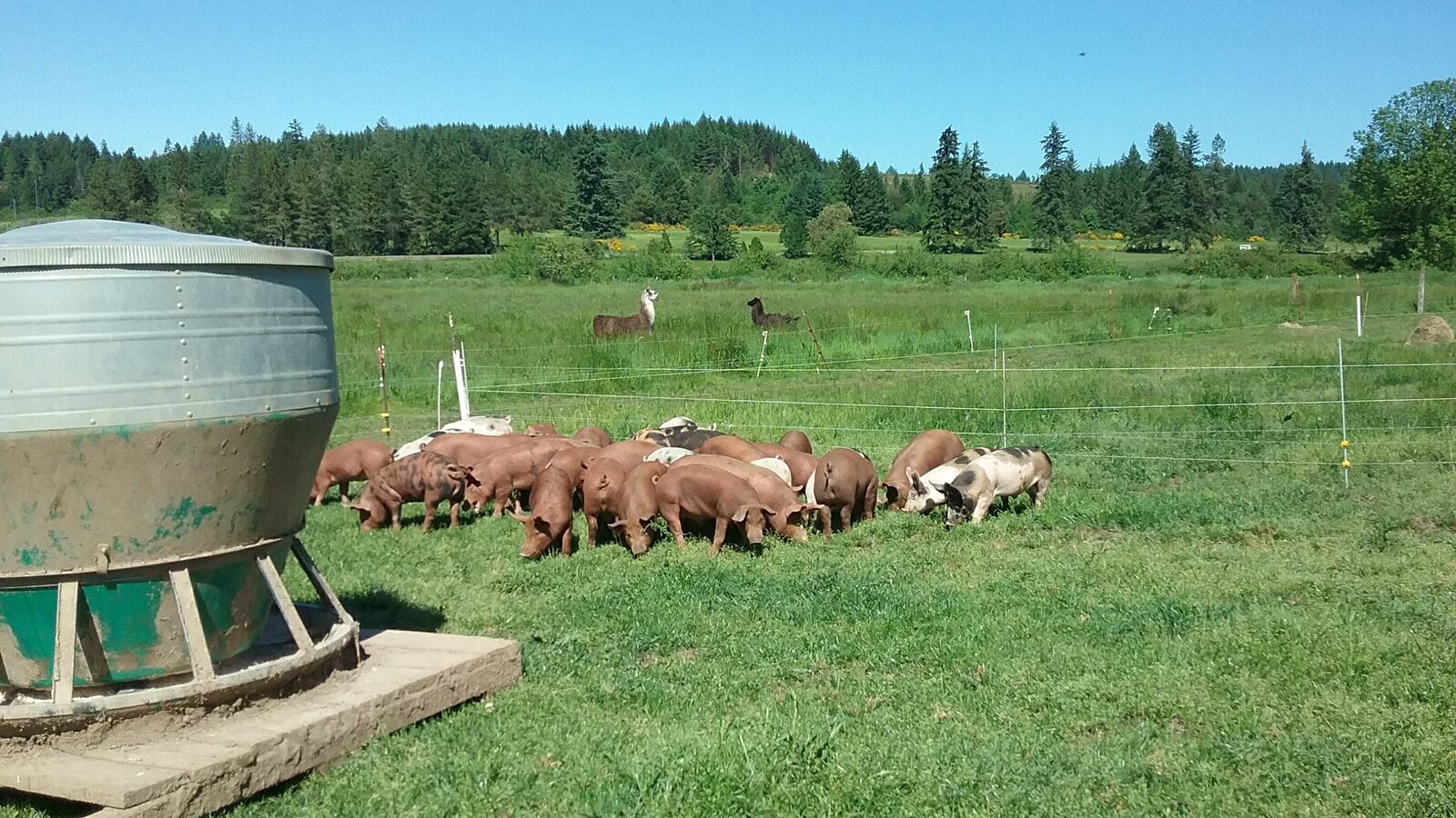 Pasture-raised pigs grazing in a field at Deck Family Farm.